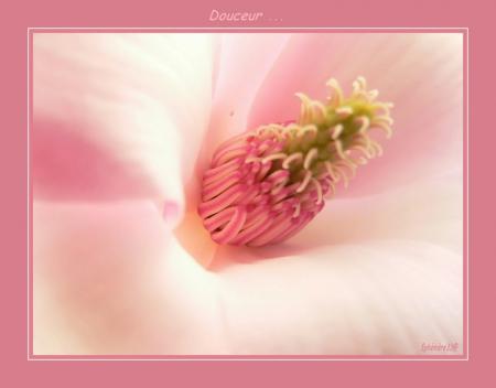 Douceur.....