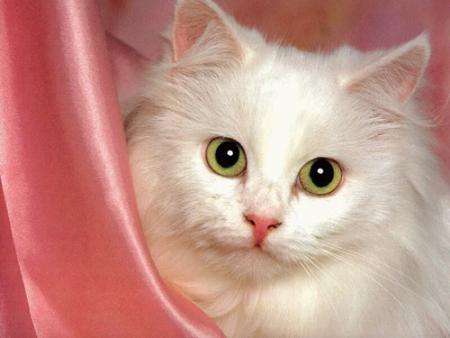 petite chatte